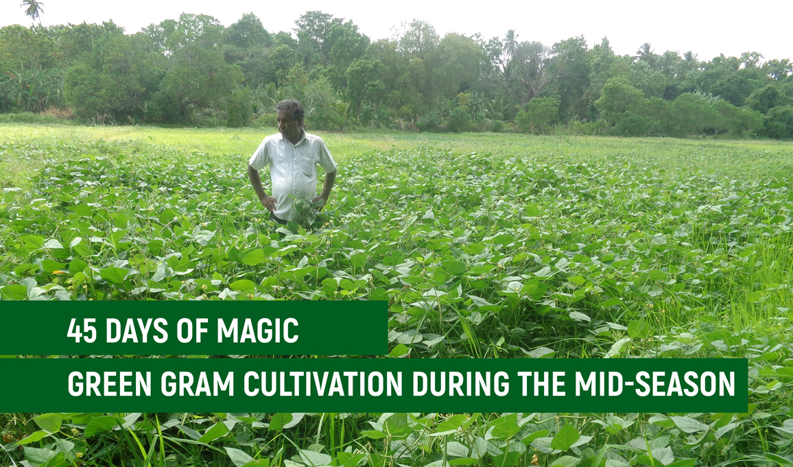 45 days of magic-Green Gram cultivation during the mid-season