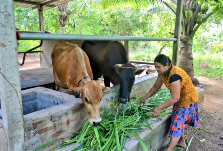 Balancing the Act Livestock Farming and BioGas Production Brings
