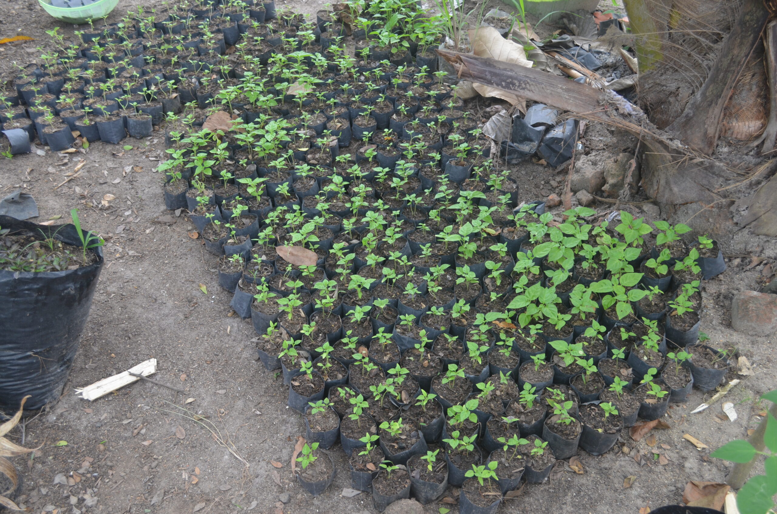 Hot Chili Pepper Cultivation as a Climate Smart Approach in the Dry Zone of Sri Lanka