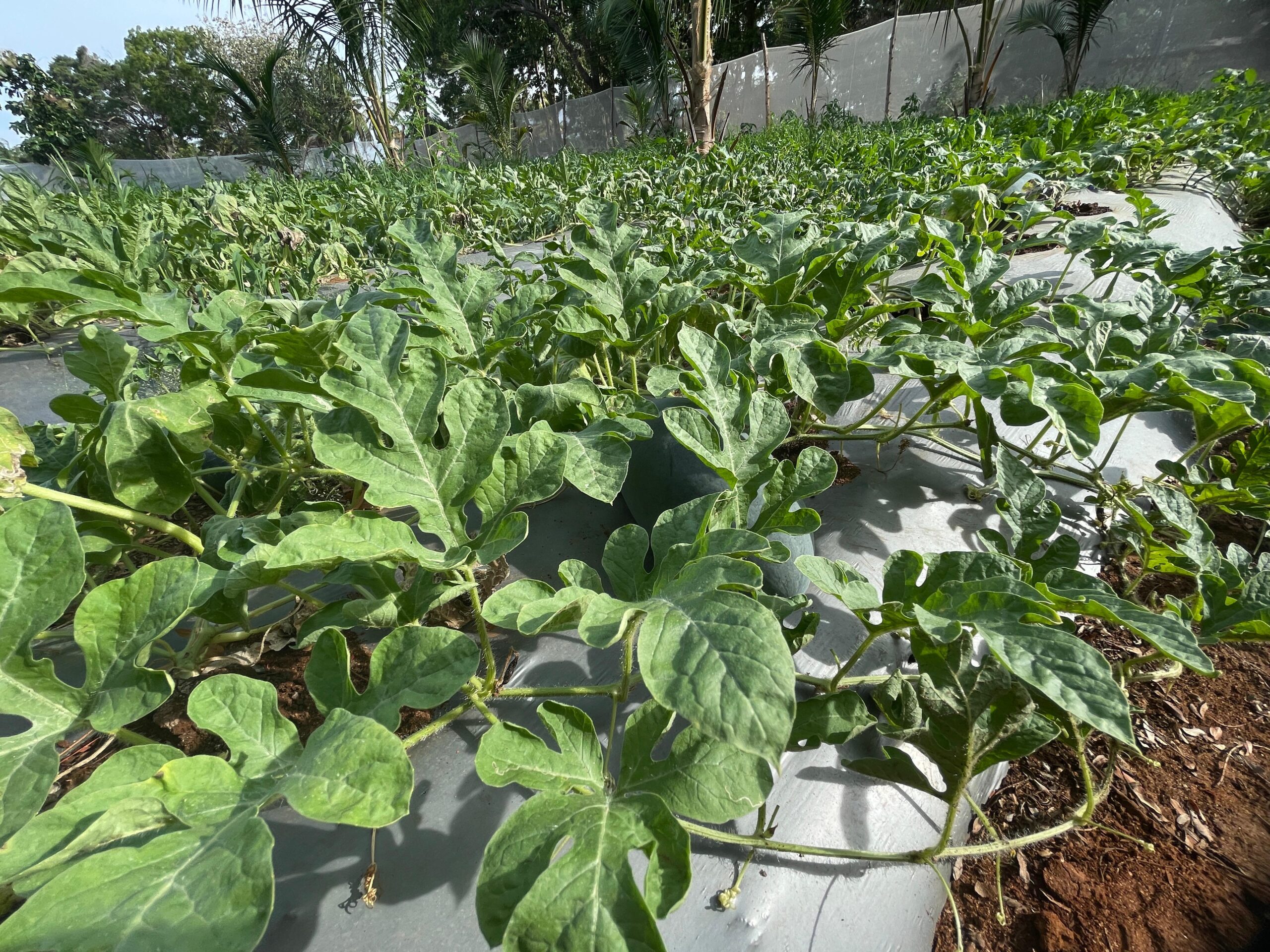 Transforming Small-Scale Farming Through Climate-Smart Techniques